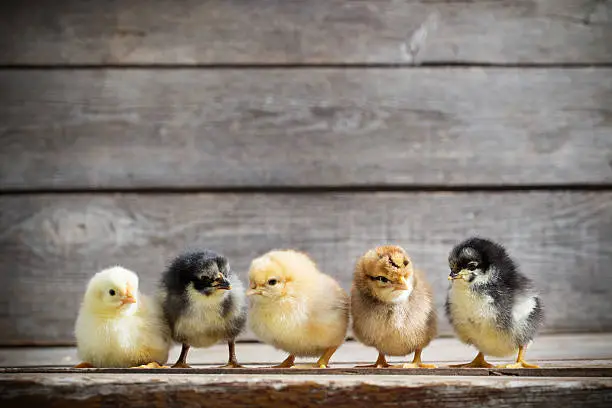 Photo of little kid chick standing on wooden background