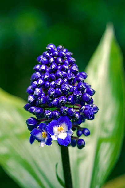 SAO PAULO, SP, BRAZIL - DECEMBER 4, 2011 - Blue ginger, Dichorisandra thyrsiflora, Commelinaceae originating in Brazil