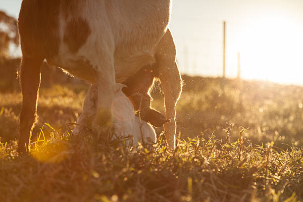 istock Baby goats at farm 589106716