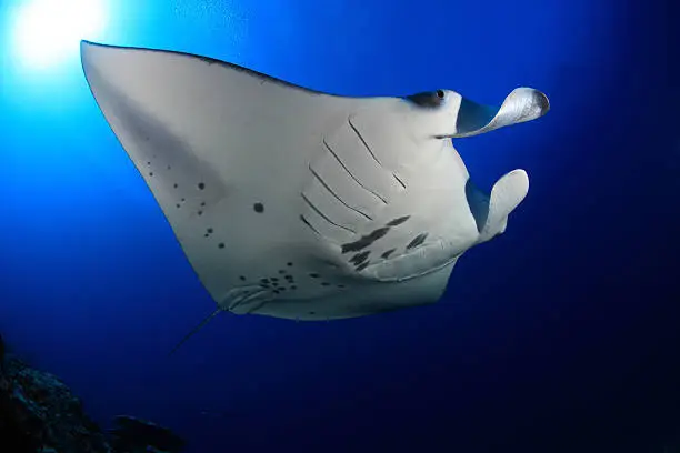 Manta ray floating underwater in the blue water of the ocean 