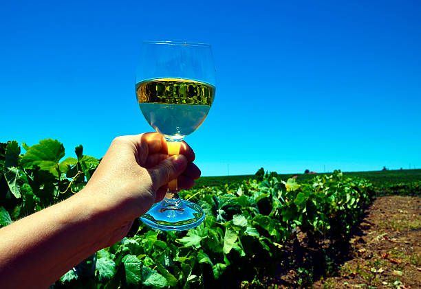 Hand holding a glass of white wine on vineyard background. stock photo