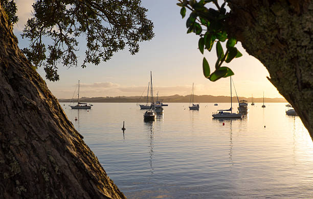 Looking through the Pohutukawa trees at Russell, New Zealand, NZ Looking through the Pohutukawa trees over the bay and boats at sunset. Russell, Bay of Islands, New Zealand, NZ. bay of islands new zealand stock pictures, royalty-free photos & images