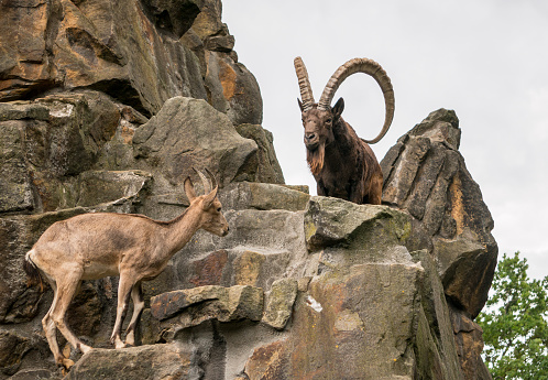 Great old Siberian ibex with big horns