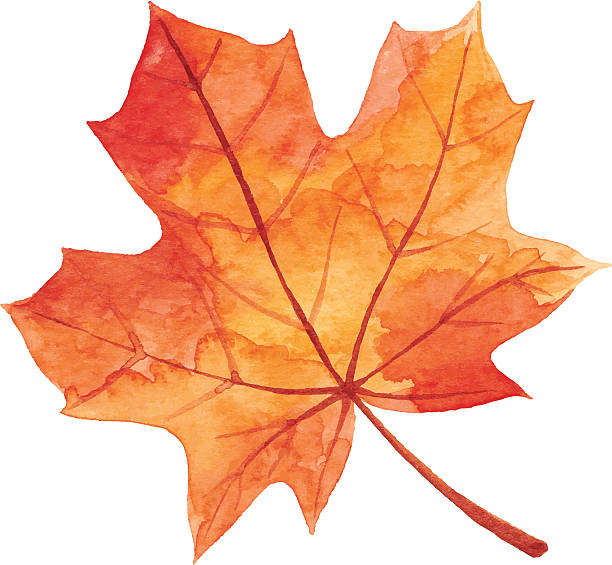 Maple Leaf in Autumn - Watercolor Vector illustration of orange maple leaf. white background isolated on white vibrant color drawing stock illustrations