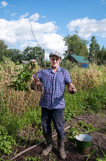 istock Middle-aged man holding a red potato tubers 589110328