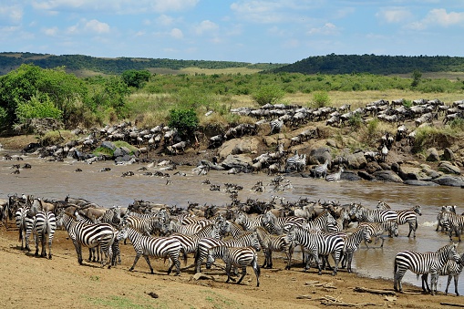 Great migration in Masai Mara, Kenya, Tanzania, Africa, a lot of wild animals in the nature habitat, big moments, wildebeest and zebras