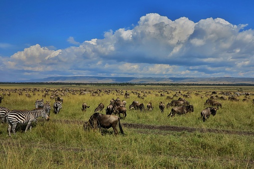 Safari concept. Safari car with wildebeests in african savannah. Masai Mara national park, Kenya