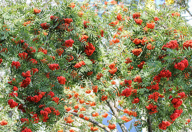 istock Trees with mountain ash fruits. 589110698