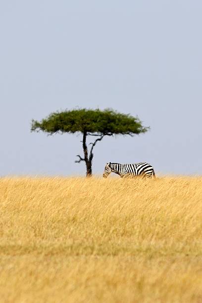 zebra w dużym stabrzecie podczas wielkiej migracji - africa south africa african culture plain zdjęcia i obrazy z banku zdjęć