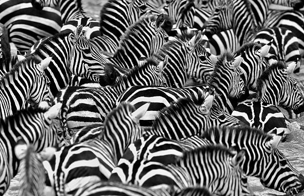 istock Zebras in the big herd during the great migration 589110782