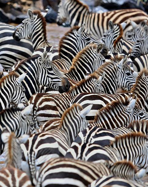 istock Zebras in the big herd during the great migration 589110828