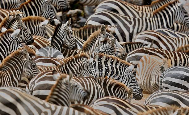 istock Zebras in the big herd during the great migration 589110850