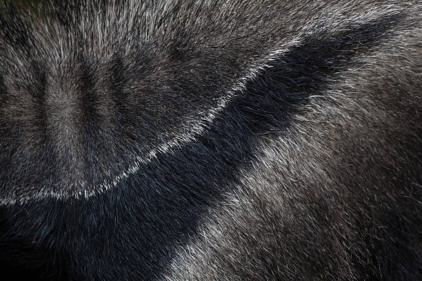 istock Giant anteater (Myrmecophaga tridactyla). Skin texture. 589111840