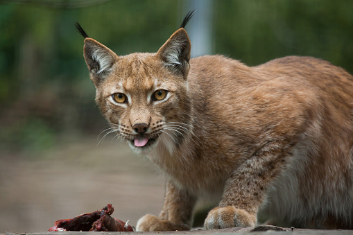 Northern lynx (Lynx lynx lynx). Wildlife animal.