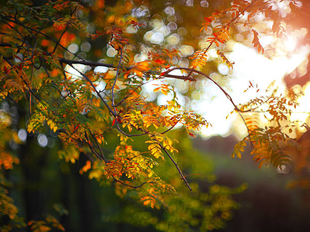 istock golden rowan tree leaves in the sunlight 589114186