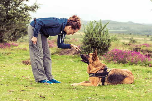 trainer tell dog to sit, german shepherd security dog