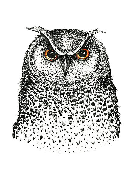 Hand drawn black white illustration owl fly bird. Art Coloring