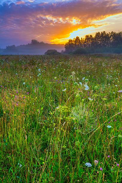 istock Calm and tranquil place with untouched wild meadow at sunrise 589114884