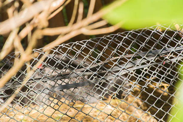 istock Closeup of Rope net cage Chicken 589114992