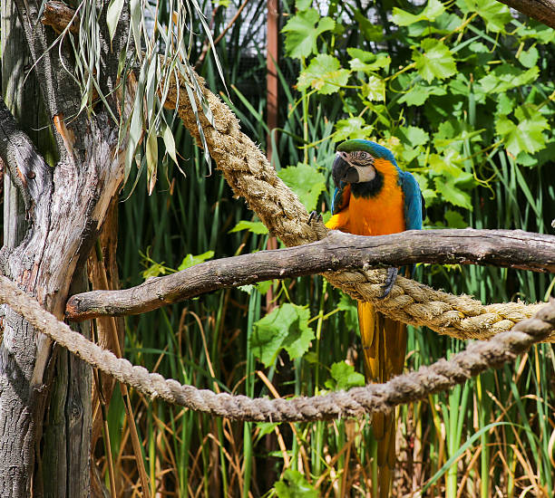 istock Blue and Yellow Macaw Ara Ararauna 589114996