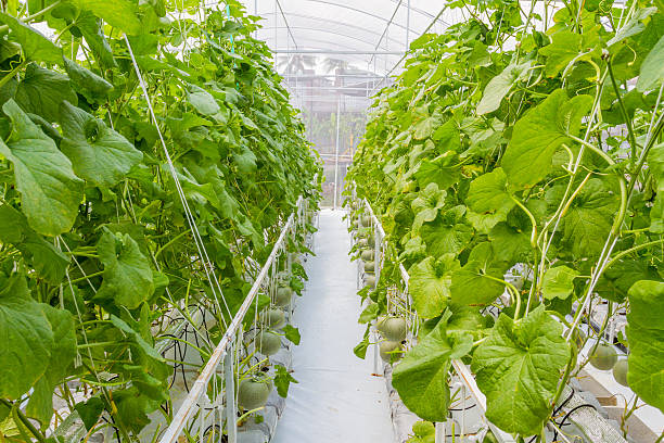 istock Cantaloupe melons growing in a greenhouse 589115080