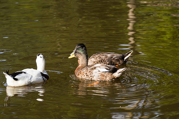 istock beautiful mallard ducks in the water 589115346