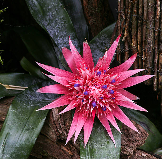 aechmea fasciata bromeliácea - thorn spiked flower head blossom - fotografias e filmes do acervo