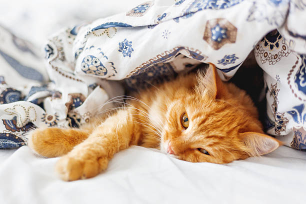 istock Cute ginger cat lying in bed under a blanket. 589116352