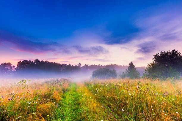 istock Wild foggy meadow landscape 589117250