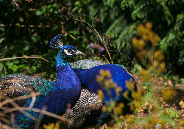 Two Peacocks Indian peafowl in the forest with dark green background