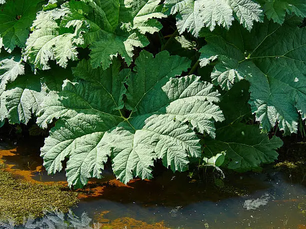 Exotic large leafed plant Gunnera Manicata known as Brazilian giant-rhubarb in a beautiful tropical garden
