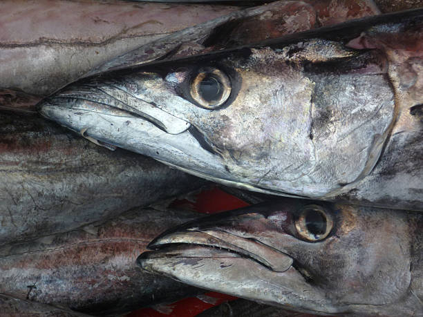 seehechtfische auf dem markt - merluza stock-fotos und bilder