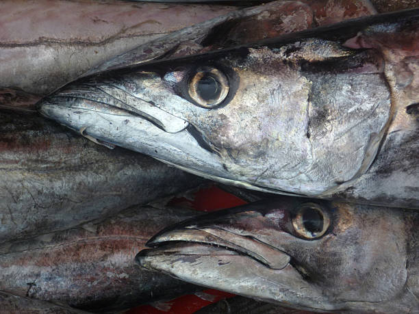 Hake fishes on a market Hake fishes on a market merluza stock pictures, royalty-free photos & images