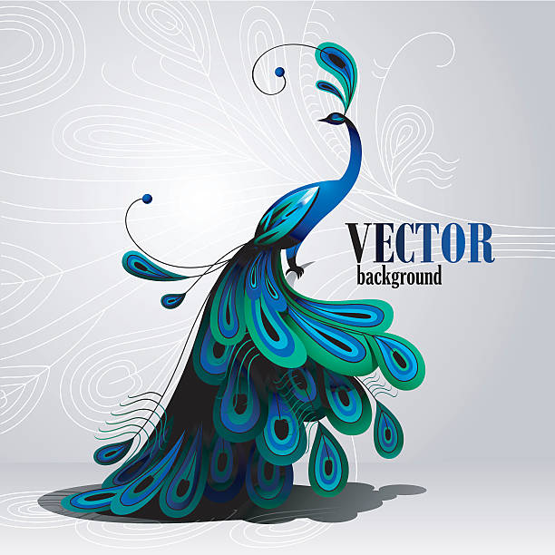 ilustrações, clipart, desenhos animados e ícones de peacock. vetor de fundo - pavão