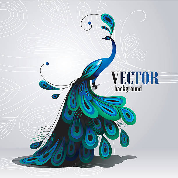 peacock. vector background - 藍孔雀 幅插畫檔、美工圖案、卡通及圖標