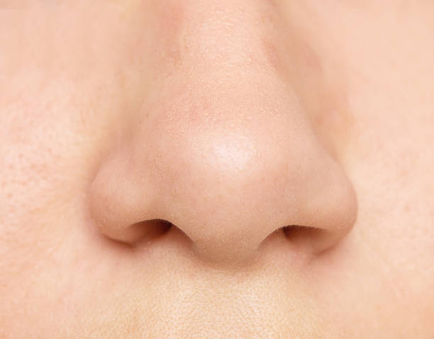 istock close up of nose 589118228