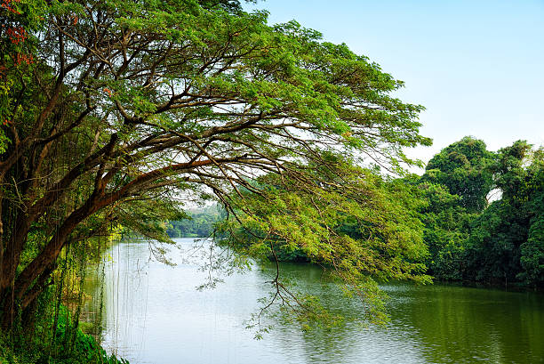 istock Trees by the river : Khon kaen, Thailand 589118252
