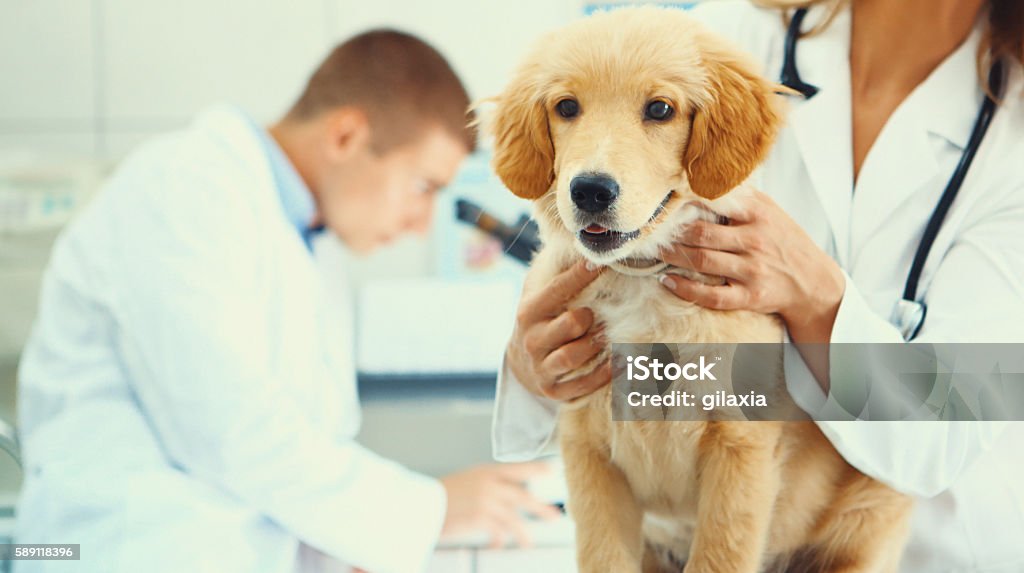 Healthy puppy after medical exam Closeup of healthy Golden Retriever puppy on examination table at vet's office. The dog is happy and eager to go home. One of the vet's is holding the dog while the other is in background, using a microscope, Veterinarian Stock Photo