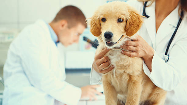 Healthy puppy after medical exam Closeup of healthy Golden Retriever puppy on examination table at vet's office. The dog is happy and eager to go home. One of the vet's is holding the dog while the other is in background, using a microscope, stroke illness stock pictures, royalty-free photos & images