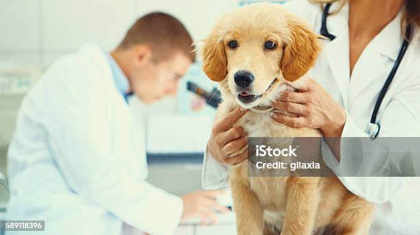 Healthy Puppy After Medical Exam Stock Photo - Download Image Now - Veterinarian, Dog, Pets