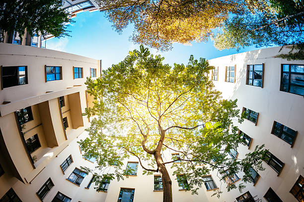 Green Tree Surounded by Residential Houses Wide angle shot of a green tree surrounded by residential houses. The sun is shining through the green. Shot from directly below the tree urban lifestyle stock pictures, royalty-free photos & images
