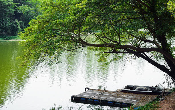 Trees by the river and boat