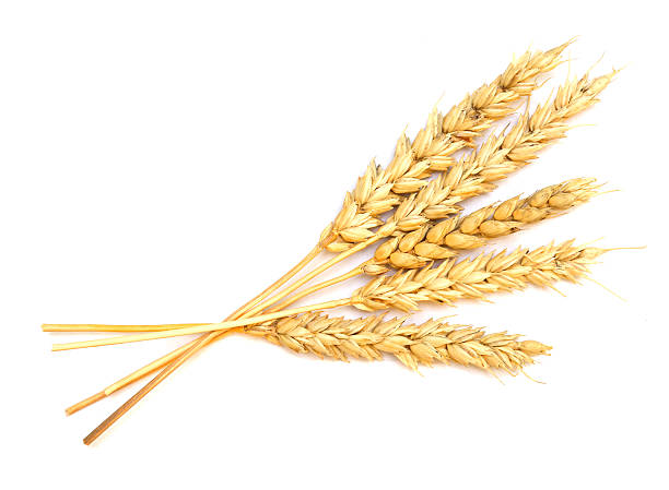 wheat on white stock photo