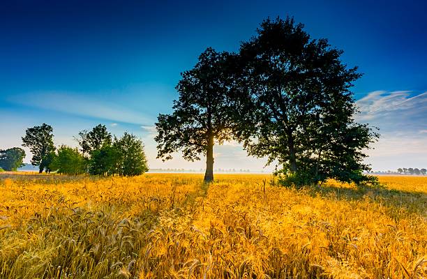 istock Early morning on rye field. Cereal fields in Poland. 589119056