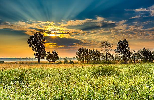 Summer morning landscape on buckwheat field with weeds