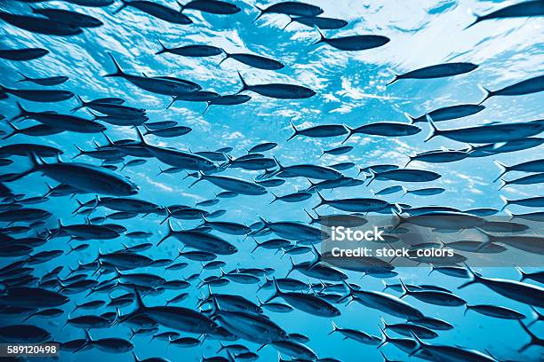 Tropical Fishes Underwater Stock Photo - Download Image Now - Fish, Sea, School of Fish