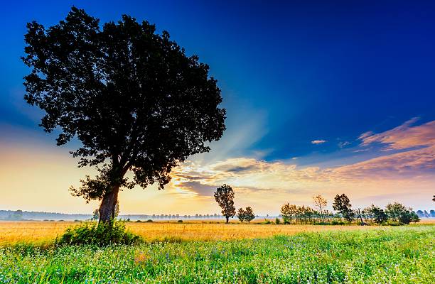 istock Summer morning landscape on buckwheat field with weeds 589120556
