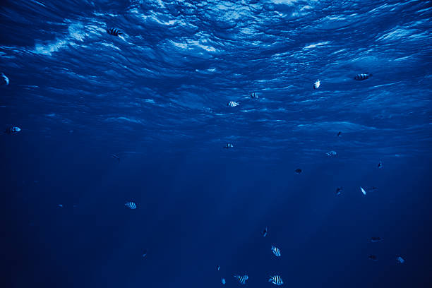 istock tropical fishes underwater 589120866