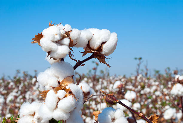 ramo del cotone maturo - cotton plant dry branch foto e immagini stock