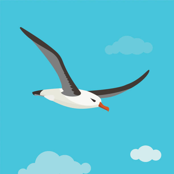 Albatross bird is flying in cloudy sky Albatross bird is flying in cloudy sky. Colorful vector flat illustration. albatross stock illustrations